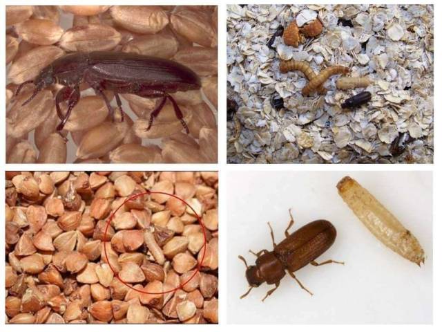 Los insectos comenzaron en cereales, harina: ¿de qué hacer, cómo deshacerse?