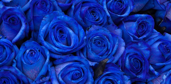 Rosas azules