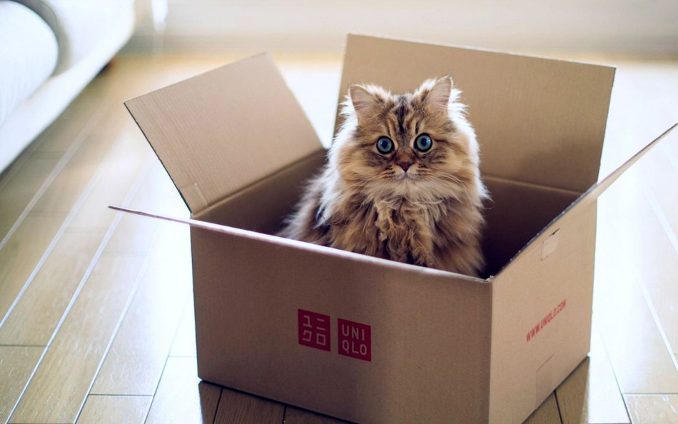 Μετακίνηση μιας γάτας σε ένα νέο διαμέρισμα