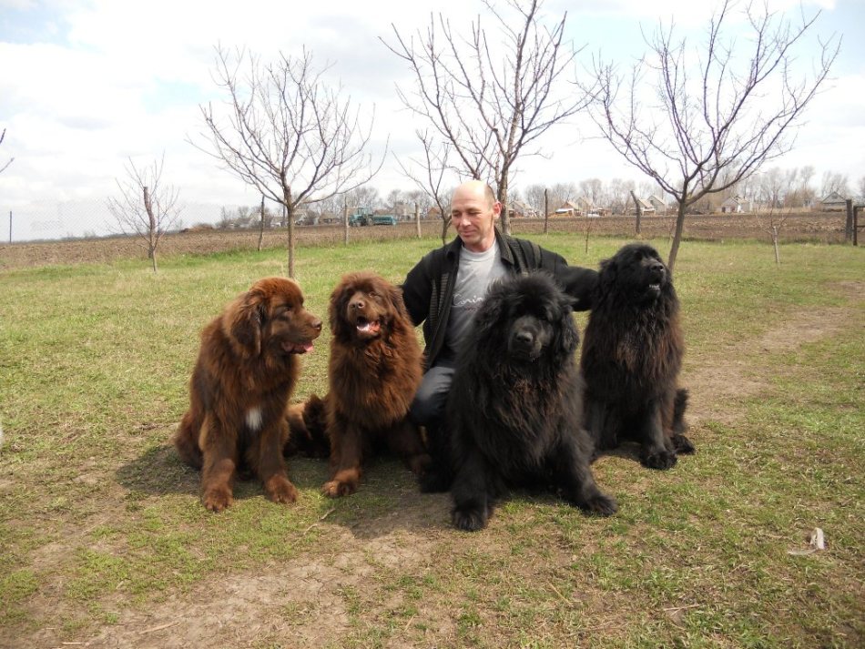 Mi a különbség a búvár és a Newfoundland között?