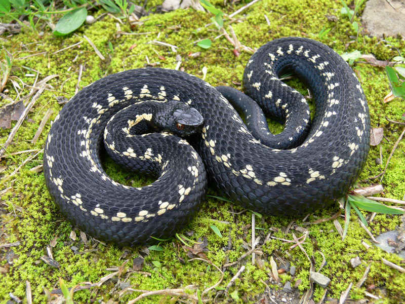 Kavkaza Viper