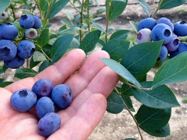 Beeren - Blaubeeren und Blaubeeren: Was ist der Unterschied, Unterschied? Was ist besser, nützlich für Vision, Auge: Blaubeeren oder Blaubeeren? Wie Blaubeeren von Blaubeeren extern, in chemischer Zusammensetzung unterscheiden: Vergleich, Ähnlichkeiten und Unterschiede