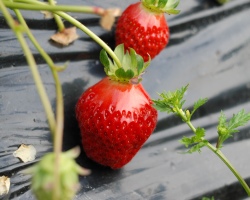 Wachsende Erdbeeren und Erdbeeren aus Samen zu Hause: Schichtung von Samen, Pflanzen für Sämlinge und Pflege, Pflanzen von Sämlingen in offenem Boden, Tauchen, Dünger, Landtricks, Geheimnisse, landwirtschaftliche Technologie, Video. Erdbeeren, Erdbeeren aus Samen: Wann gibt eine Ernte?