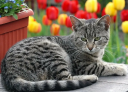 Stripena mačka ali mačka v hiši: ljudski znaki in vraževerje. Kaj storiti s črtastim muckom, ki ga najdemo: odide ali ne?