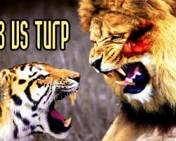 Quelle est la différence entre un tigre et un lion: différences, similitudes. Leo ou Tiger - qui est plus fort, plus qui gagnera: la comparaison. Où vivent les lions et les tigres? Deviennent-ils violet, les tigres et les lions peuvent-ils pouvoir nager?