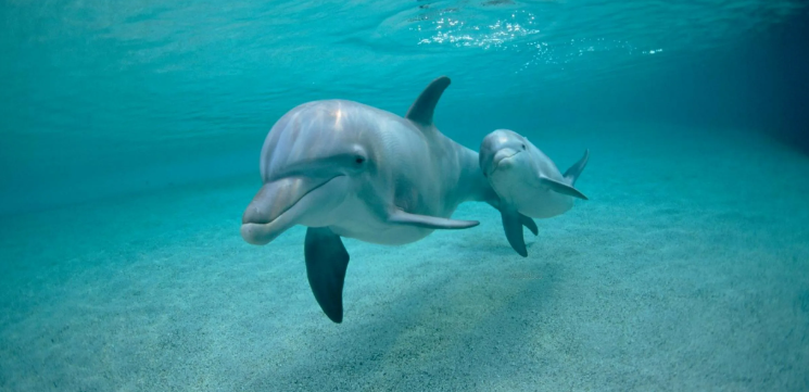 Дельфин — млекопитающее животное