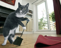 Как удалить запах кошачьей мочи в квартире, доме? Средства от запаха кошачьей мочи