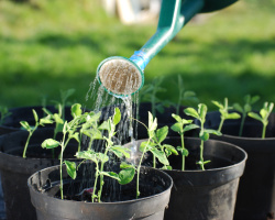 Wie füttert man Wasserstoffblüten mit Wasserstoffperoxid? Wasserstoffperoxid zum Bewässern von Innenpflanzen, Blumen: Anweisungen, Bewertungen