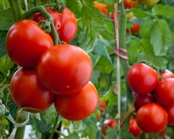 Los tomates se están quemando en un terreno abierto, un tronco grueso, no se atan, van a la parte superior: razones, ¿qué hacer, cómo pelear?