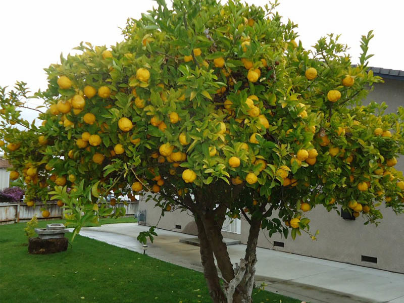 Be sure to plant indoor lemon on the street in the warm period