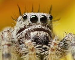 Пауки: виды, строение тела, размножение. Сколько у паука ног, глаз, как плетет паутину, сколько живет, насекомое или нет? Ядовитые и неядовитые пауки: список с названиями