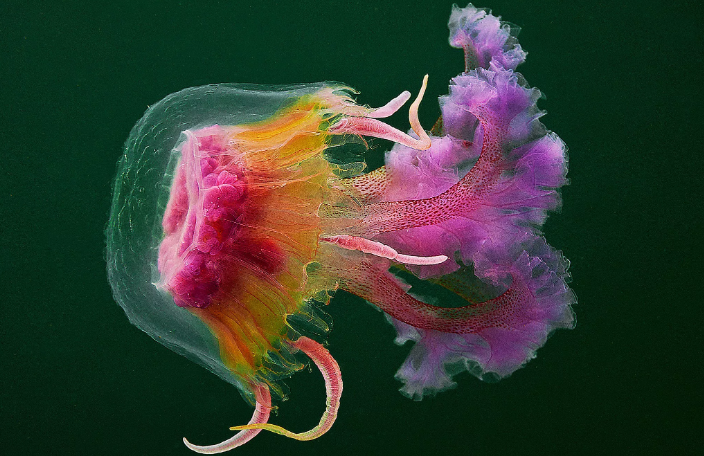 Медуза mauve stinger