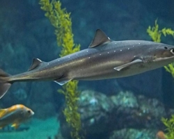 Ali so morski psi v Črnem morju in kaj: imena. Ali so morski psi v Črnem morju nevarni za dopustnike?