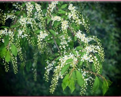 How to save a bouquet of bird cherry in a vase longer? How long can the bird cherry stand in the water?