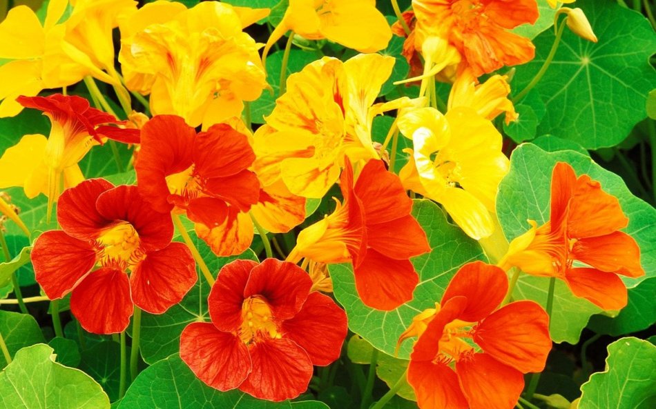 Nasturtium