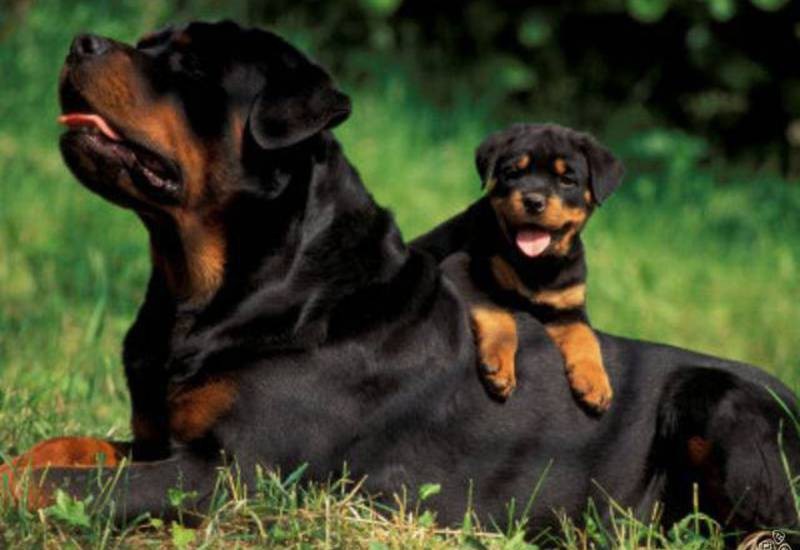 En hängiven Rottweiler