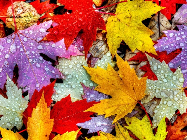 Какое вещество окрашивает листву в зеленый, желтый, оранжевый, красный цвет: растительные пигменты. Почему листья меняют цвет осенью? Листья какой группы деревьев осенью краснеют?
