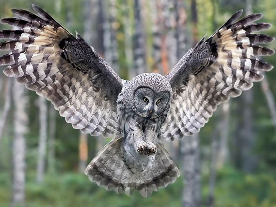 Owl - wise totem named after Olga