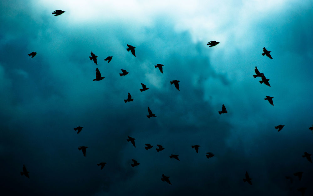 Why do birds dream in the sky?
