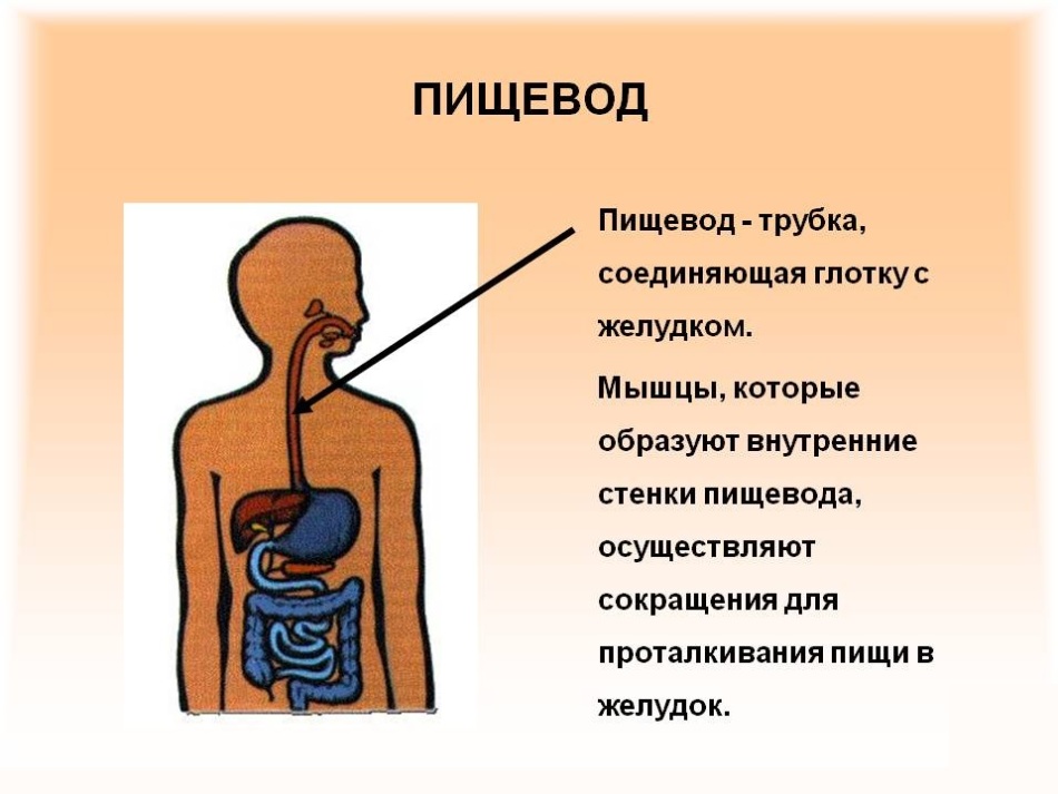 Расположение пищевода в груди