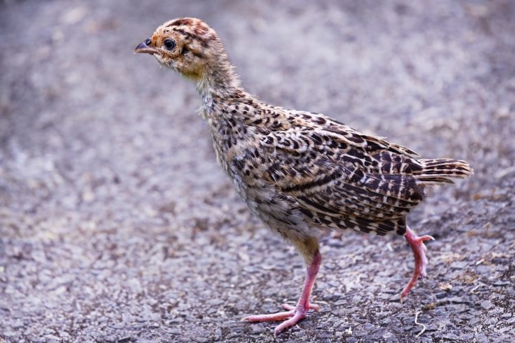 Sie brauchen sorgfältige Pflege junger Menschen