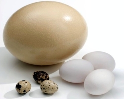 Raw and boiled eggs and shells: benefits and harm to the body. Quail, chicken, goose, duck, cautzars, turkey, pheasant eggs: benefits and harm for men, women, children, how to take it?