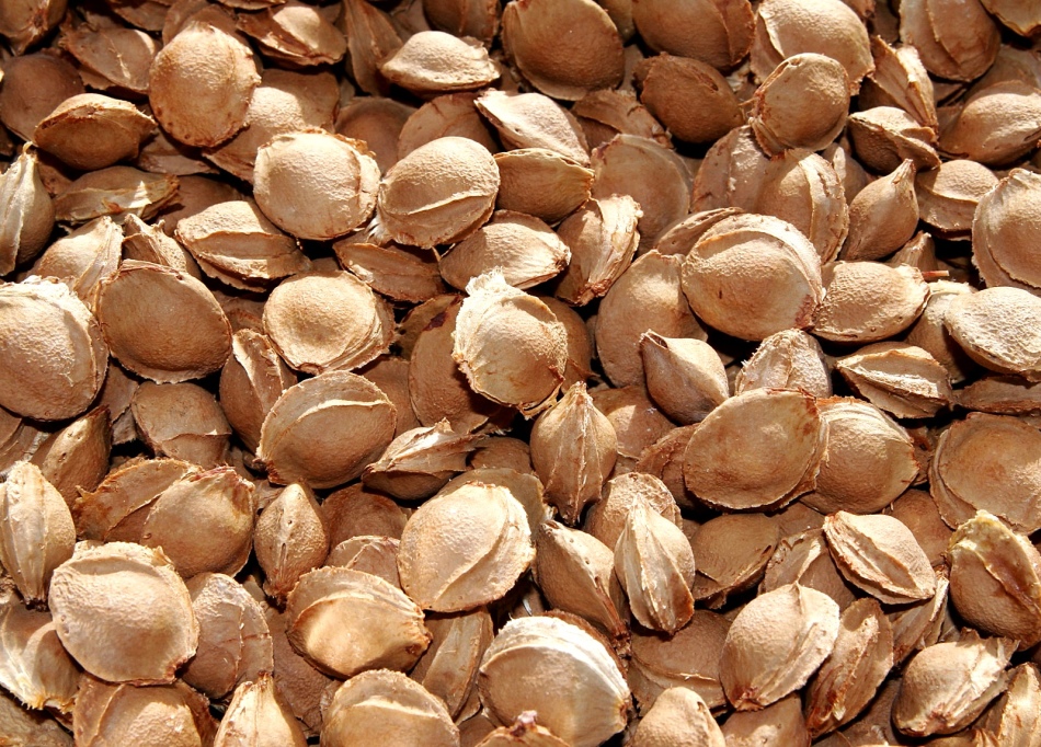 Drying of apricot seeds