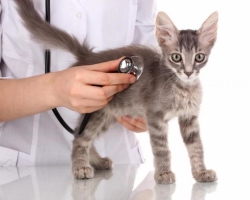 A macska önt, hányással rendelkezik: okok, kezelés otthon