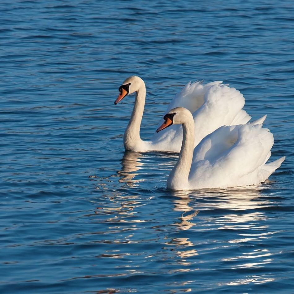 Riddles about wild birds for children of preschool and school age - a selection of swans, partridges, eagles