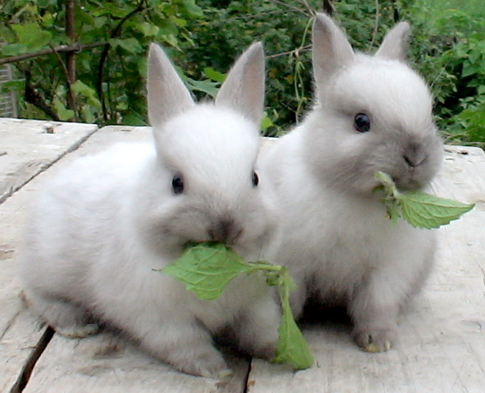 Kelinci diberi makan dengan adonan.