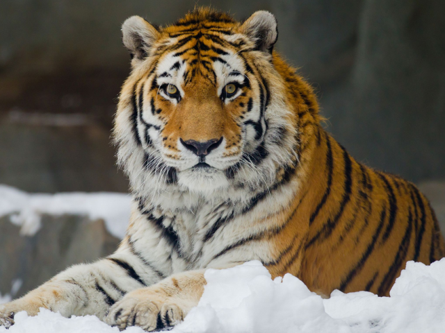 What is the difference between the Amur Tiger and the usual: a description, what is the state of the population of these animals?