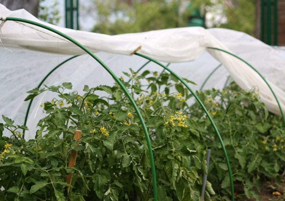 Когда и как высаживать рассаду помидоров в теплицу?