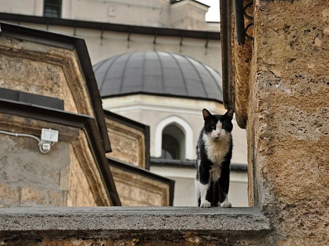 Можно ли мусульманам заводить кошку в квартире, доме по Исламу? Считается ли грехом выгнать кошку из дома в Исламе?
