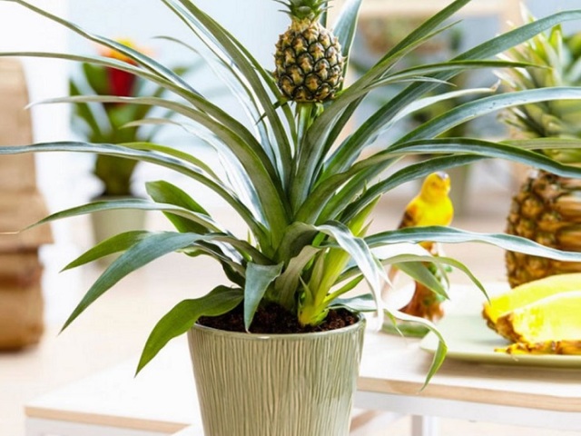 Hogyan lehet az ananászot otthon a fentről, magok: Step -by -lépés utasítások. Hogyan lehet ültetni, megtermékenyíteni, szaporítani az ananászot, gondoskodni az ananászról otthon, a lakásban: Leírás