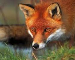 Fox: Description de l'animal, 4e année, le monde autour