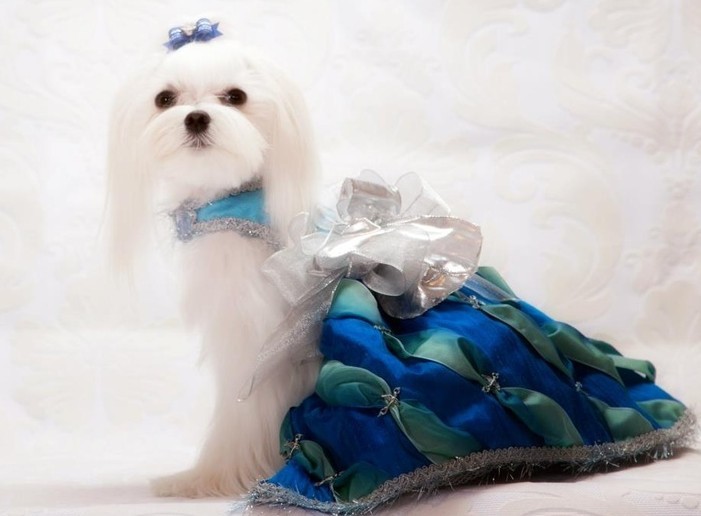 Fashionable glamorous clothing for dogs of small breeds