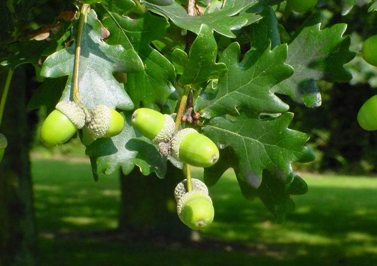 Delismanovo drevo z imenom-Oak