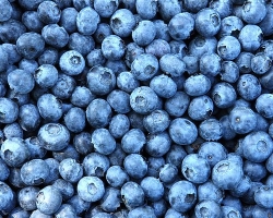 Blueberries - berries and leaves: benefits and harm, healing properties, vitamins and trace elements. Blueberry and blueberries: what is the difference, which is better? Blueberries: beneficial properties and contraindications for children, women, men, pregnancy and breastfeeding