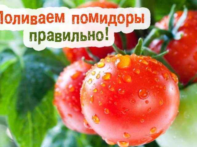 Как часто, сколько раз в неделю поливать помидоры в теплице при разных стадиях роста?