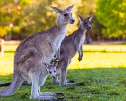 Does the male kangaroo have a bag for cubs on the stomach or not?