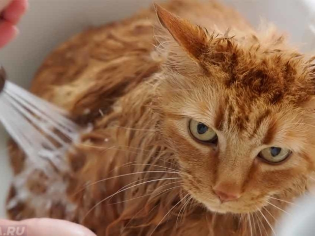 Kako in kako lahko operete mačko, mačko? Značilnosti mačjega kopanja. Pregled šamponov za pranje, kopanje mačk in mačk