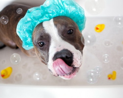 À quelle fréquence pouvez-vous laver, baigner un chien, Chihuahua, York? Comment et comment baigner les chiens? Revue des chiens pour chiens des puces, pellicules, odeur