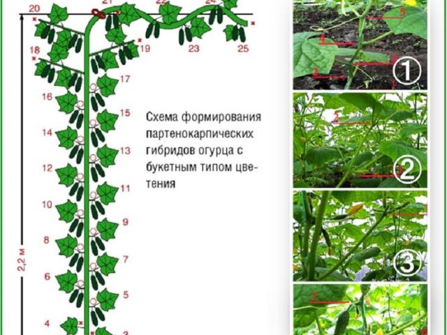 Како формирати краставце у стакленику и отворени терени: Степ -Би -Степ Сцхемес, Фотографије, Видео. Када требате да вежете грмље од крачака?