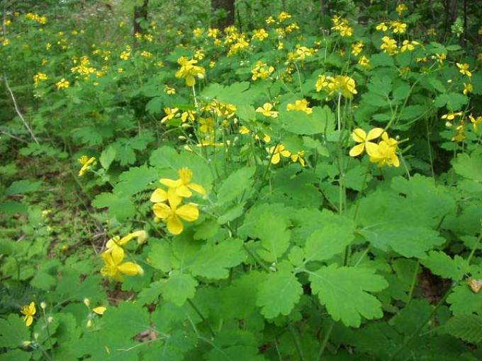 หญ้าเป็น celandine