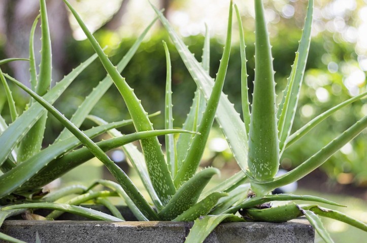 Flor de aloe interior