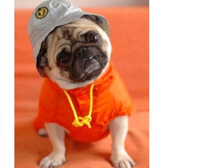 Summer fashionable clothing for small breeds