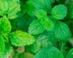 Qual è la differenza tra menta piperita e balsamo di limone: confronto e differenza nelle proprietà utili. Cosa c'è di meglio rilassante: menta o balsamo di limone? Cosa attira denaro: balsamo di limone o menta?