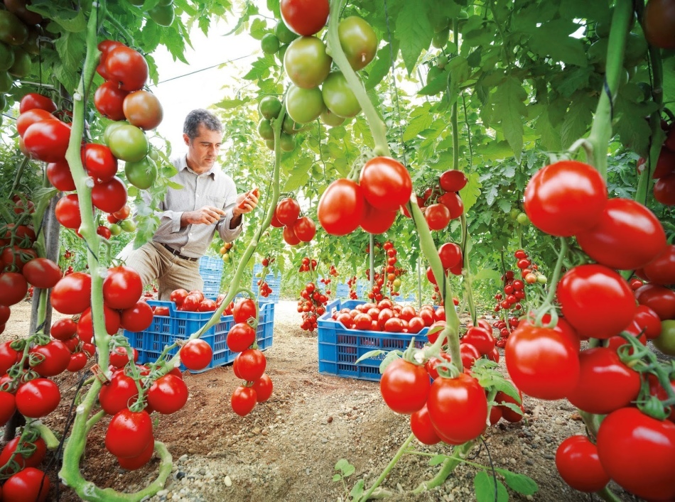 Kritik mit hohen Tomaten