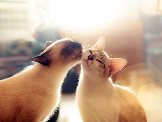 Comment couper un chat à la maison? Coupes de cheveux pour chats: Photo