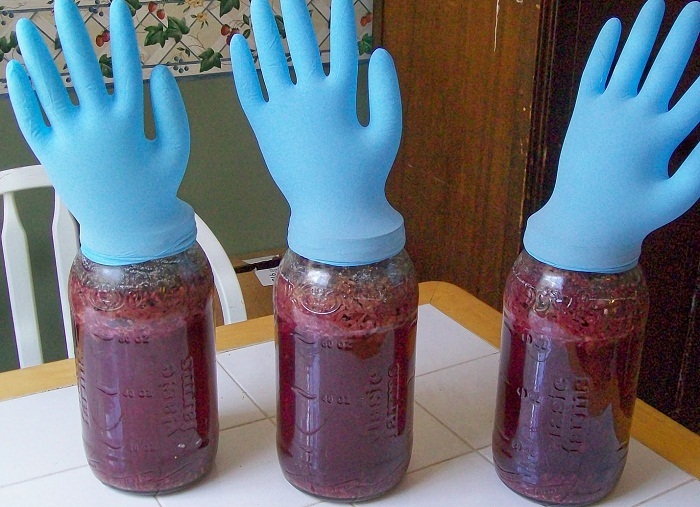 A good example of fermentation of wine under a medical glove